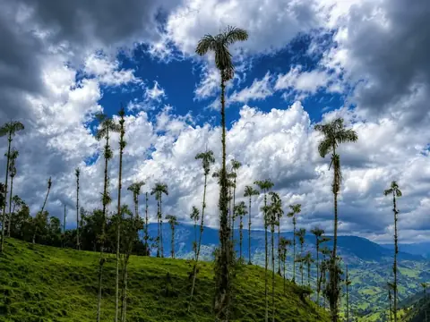 Splendor – Valley of the Palms